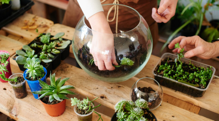 terrarium