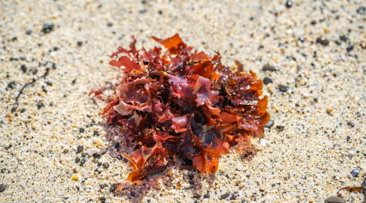 algae with astaxanthin