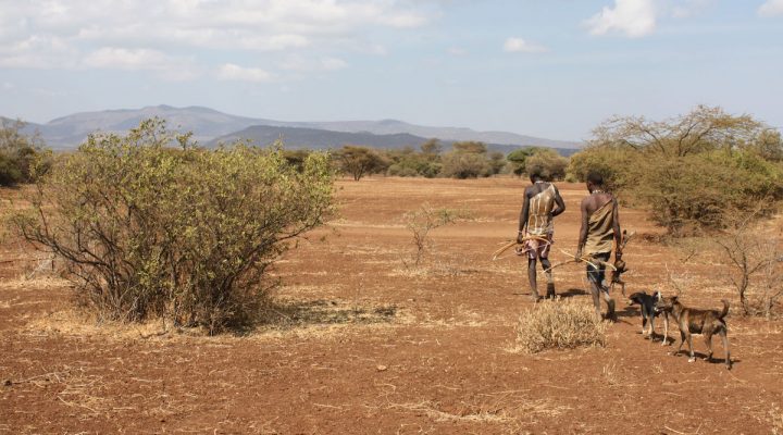 What is the best human diet?